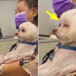 할머니 따라 새벽 기도하러 교회 따라갔다가 졸음 쏟아져 꾸벅 졸고있는 강아지