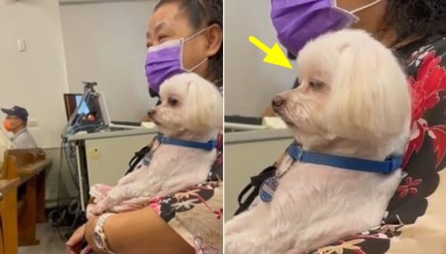 할머니 따라 새벽 기도하러 교회 따라갔다가 졸음 쏟아져 꾸벅 졸고있는 강아지