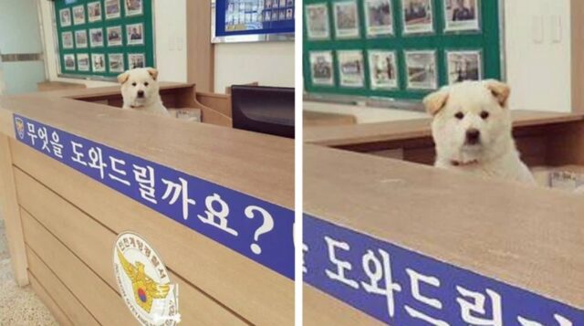 “으..응??”…산책 중 강아지 잃어버렸다고 도움 청하려 경찰서에 온 견주가 현타 온 이유