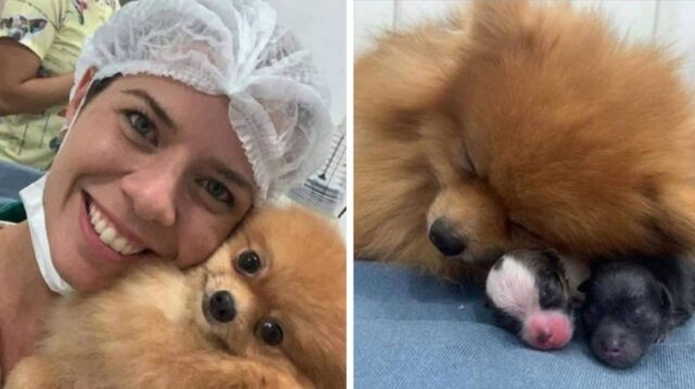 예쁜 아기 강아지들 숭풍~ 낳고 자신이 너무 대견해 윙크하며 자랑하는 엄마 댕댕이