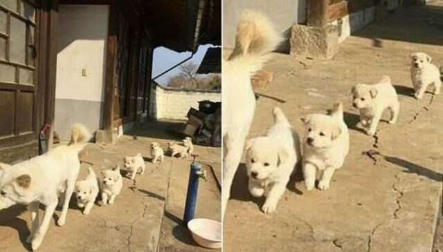 “댕국열차~”…할머니가 누렁이들 밥 챙기라길래 줬더니 벌어진 일