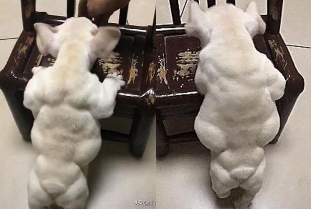 통통해져 살찐 줄 알았던 우리집 치와와가 사실 ‘근육 대장’이었습니다