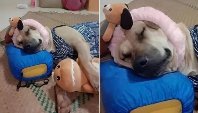 출장때문에 잠시 엄마집에 맡긴 댕댕이의 며칠 뒤 충격적인 근황