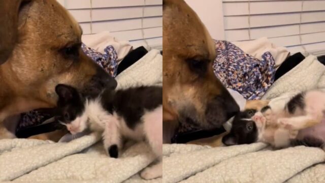 도살당할 뻔한 개가 우울증을 이겨내고 ‘고양이 아빠’가 된 사연