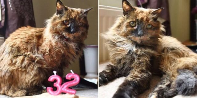 세계 최고령 묘르신 ‘로지’, 33살에 고양이 별로 떠났다… 사람 나이로 152세