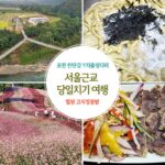 서울근교 당일치기 여행 포천 한탄강 Y자 출렁다리 철원 고석정 꽃밭