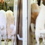 집에 온 아빠한테 인사하겠다고 길을 꽉 메운 강아지들