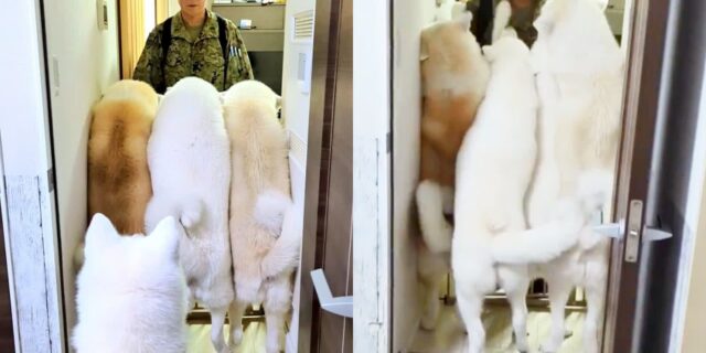 집에 온 아빠한테 인사하겠다고 길을 꽉 메운 강아지들
