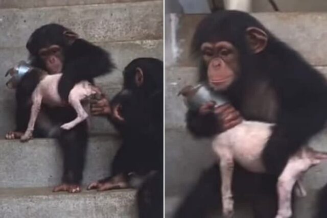 자기 품에 아픈 강아지 꼭 끌어안고 계단 조심스럽게 내려가는 침팬지