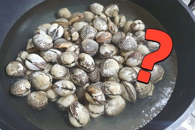 제철 꼬막 삶을 때 비린내 없이 삶으려면 이것 한 숟가락이 비법!?