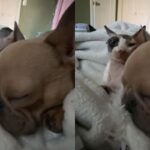 잠자는 불독 얼굴을 따스하게 핥아주는 고양이 친구…’넌 응석받이다옹’