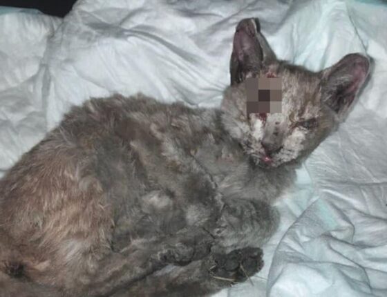 공장 근처에서 마주친 ‘고양이’ 외면하지 못한 커플 ‘원래 회색털이 아닌데…’