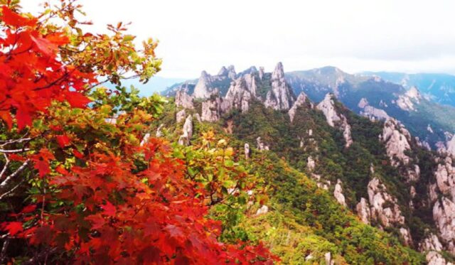 강원도 단풍명소 4곳(설악산, 오대산, 치악산, 인제 비밀의 정원)