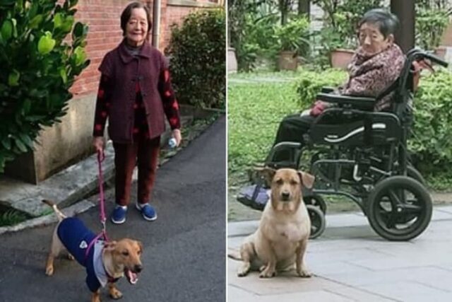 치매 걸려 자기 못 알아보는 할머니 옆에 꼭 붙어다니는 강아지