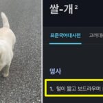 “동네 아주머니가 우리 개를 자꾸 이름 안 부르고 ‘쌀개’라고 불러요”