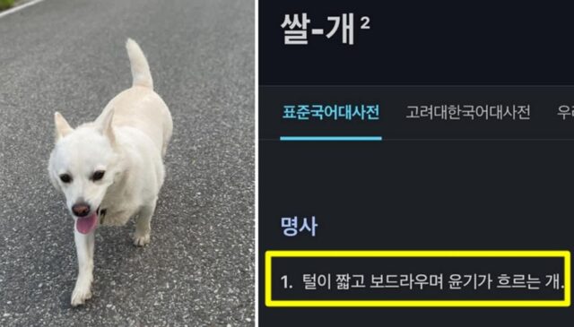 “동네 아주머니가 우리 개를 자꾸 이름 안 부르고 ‘쌀개’라고 불러요”