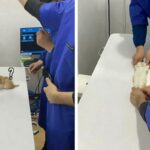 동물병원 수의사들이 아기 고양이 엑스레이 찍는 순간을 ‘가장 좋아하는 이유’