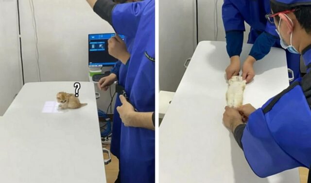 동물병원 수의사들이 아기 고양이 엑스레이 찍는 순간을 ‘가장 좋아하는 이유’