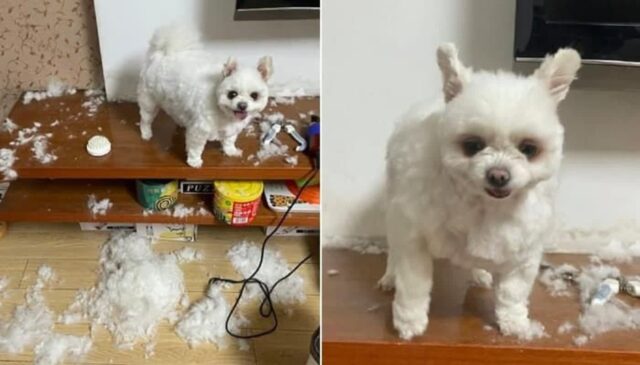 애견 미용비 아끼려고 셀프 미용한 엄마가 5분도 안되서 후회한 이유