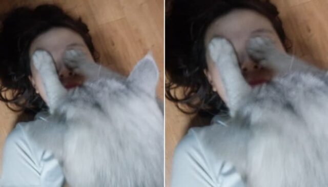 “나 꾹꾹이 배웠는데 해줄까?”…바닥에 누웠다가 뜻밖의 상황에 당황한 집사
