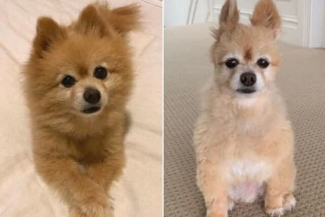 똥손 집사한테 미용 맡겼다가 폭망해서 실망한 표정 짓는 포메라니안