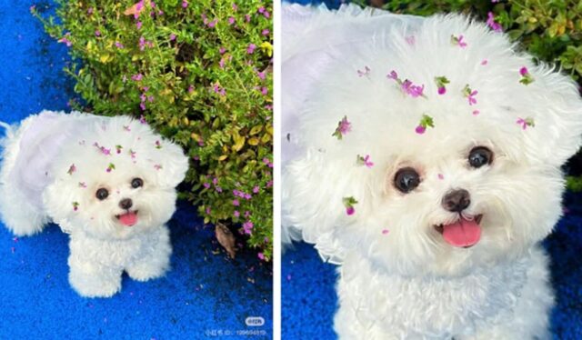 “얼굴 전체가 꽃밭이네요”…산책에 진심인 강아지 표정은 실제 이렇습니다