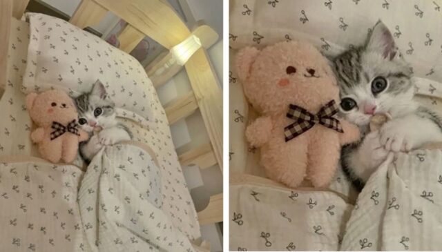 “아기 고양이 분양받아 집에 데려왔는데 너무 귀여워서 매일 매일 행복해요”