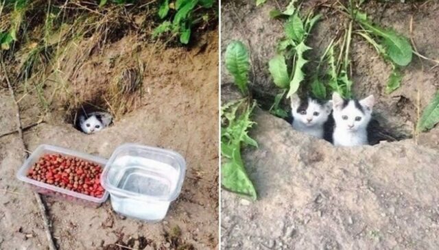 “아기 길고양이 혼자 있길래 가여워서 사료 챙겨줬더니 한마리가 아니였어요”