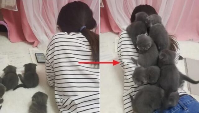 “도대체 이게 무슨일이야?”…절대로 아기 고양이들에게 등을 보이면 안되는 이유