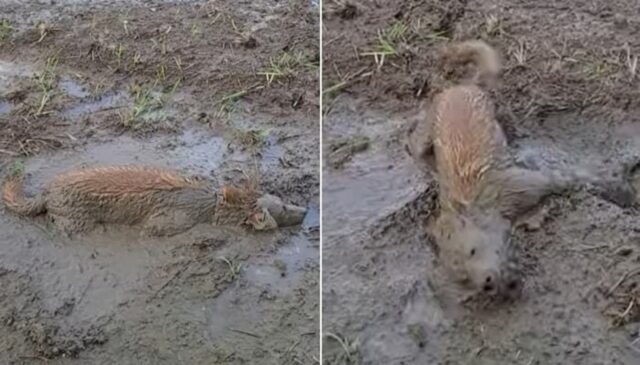 할머니가 아침에 목욕 시킨 강아지가 사라졌다길래 찾아줬는데 손주가 멘붕 온 이유