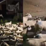 새벽 2시에 밖을 내다보니 ‘깜짝’..주택가 가득 메운 양들