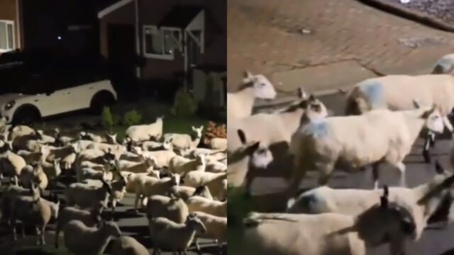 새벽 2시에 밖을 내다보니 ‘깜짝’..주택가 가득 메운 양들