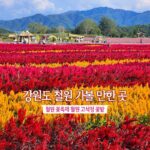 강원도 철원 가볼 만한 곳 철원 꽃축제 철원 고석정 꽃밭