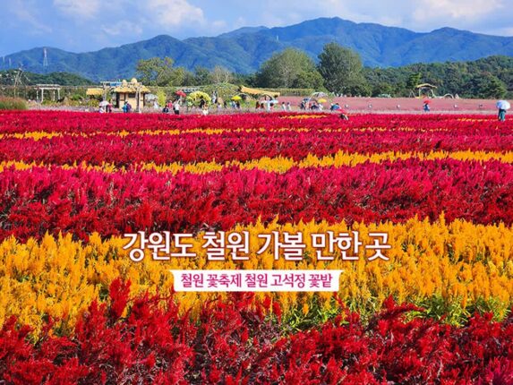 강원도 철원 가볼 만한 곳 철원 꽃축제 철원 고석정 꽃밭