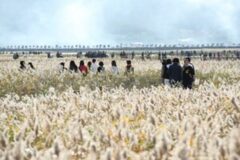 전남 강진군,”국내에서 갈대와 노을이 가장 황홀한 곳” 제 9회 강진만 춤추는 갈대 축제 개최