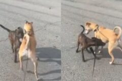떠돌이 개와 만나자마자 친해진 반려견…’특단의 조치’ 취한 주인