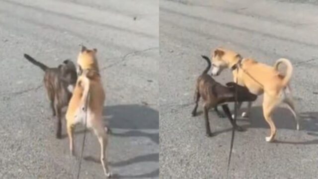 떠돌이 개와 만나자마자 친해진 반려견…’특단의 조치’ 취한 주인