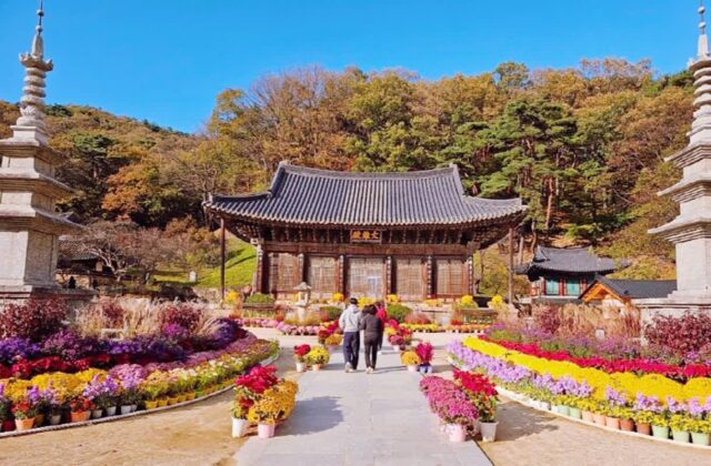 김천 여행 가볼만한곳 3곳(직지사, 부항댐 출렁다리, 무흘구곡)
