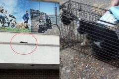 쇼핑센터 지붕에서 살고 있는 고양이..위험천만한 생활의 결말은?