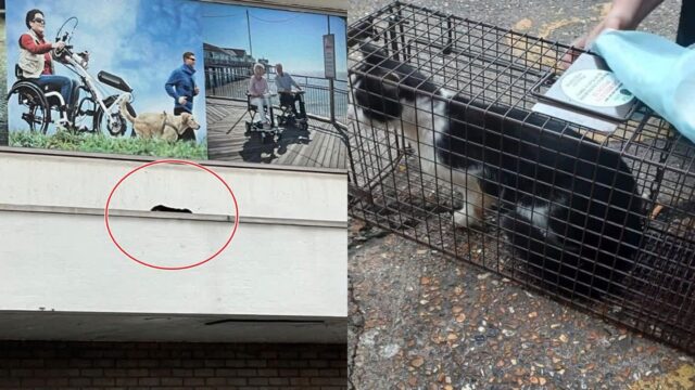 쇼핑센터 지붕에서 살고 있는 고양이..위험천만한 생활의 결말은?