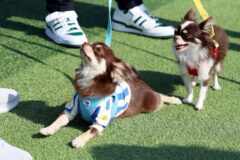 노원구, 반려동물 축제 ‘노원 반함’ 내달 2일 개최…’사지 말고 입양해요’