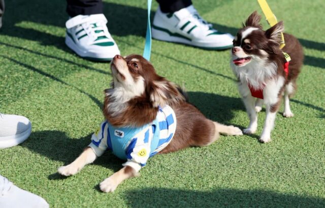 노원구, 반려동물 축제 ‘노원 반함’ 내달 2일 개최…’사지 말고 입양해요’