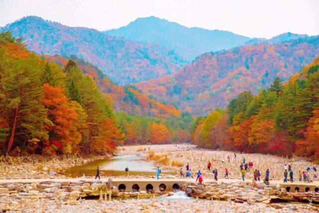 강원도 인제 여행 코스 가볼만한곳 best3 (백담사, 속삭이는 자작나무 숲, 만해마을)