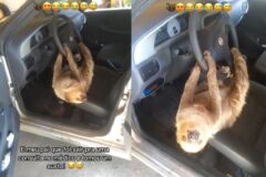 차 문 열었더니 세상에서 가장 느린 ‘이 동물’이 떡하니…’왜 거기서 나와?’