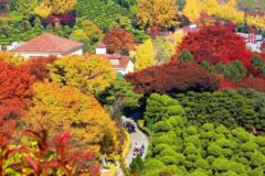 가을 끝물 마지막 나들이,  단풍-꽃-빛 축제 3 #가볼만한곳
