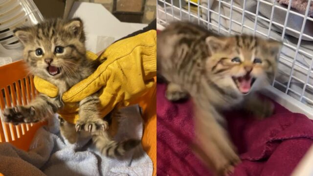 구조한 유기묘가 좀 사나운 성격인 줄 알았는데..’나 집고양이아니다옹!’