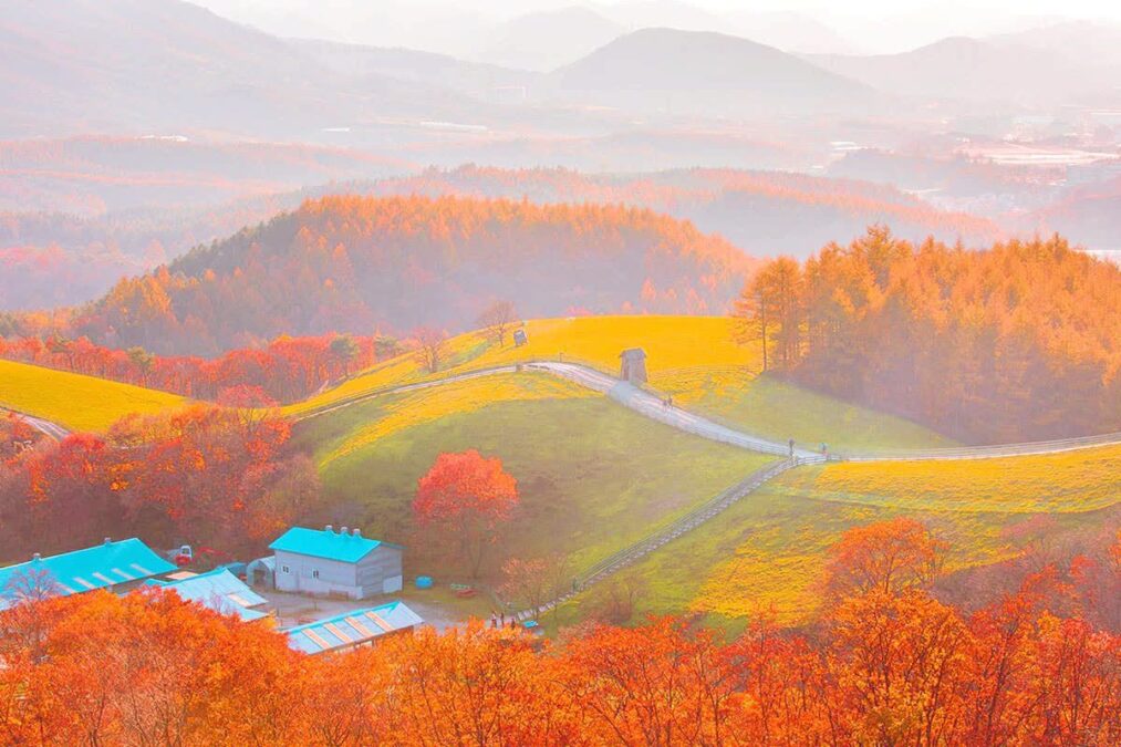 강원도 평창여행 가볼만한곳 3곳 (대관령 양떼목장, 허브나라 농원, 오대산 상원사) | 라파네