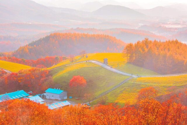 강원도 평창여행 가볼만한곳 3곳 (대관령 양떼목장, 허브나라 농원, 오대산 상원사)