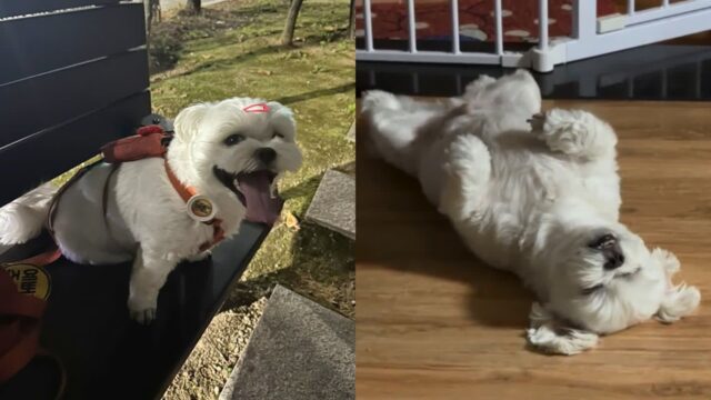 2시간 산책한 말티즈의 최후..’휴, 좋은 산책이었다’