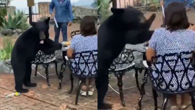 호텔에 난입한 흑곰..식사하던 여성 얼굴 때리고 달아나